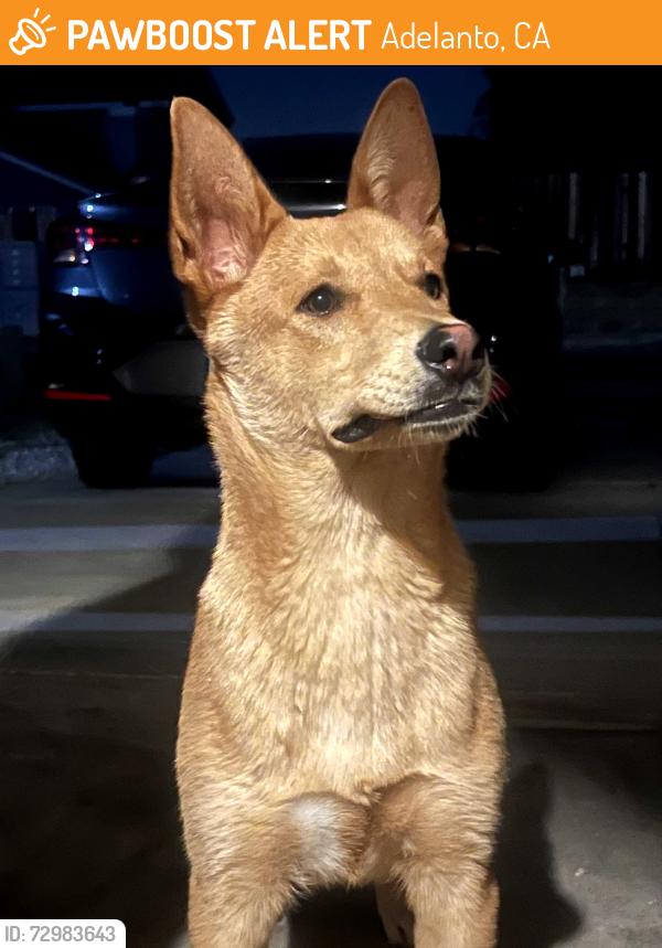 Found/Stray Male Dog last seen Arlington st adelanto, Adelanto, CA 92301
