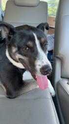 Reunited Male Dog last seen Hubbard Road/Mallard Creek/Sugar Creek , Charlotte, NC 28269
