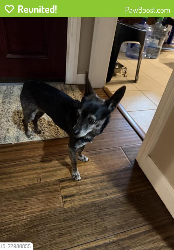 Reunited Male Dog last seen W Pine Ave, Lompoc, CA 93436, USA, Lompoc, CA 93436