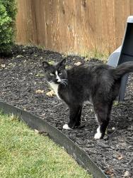 Reunited Unknown Cat last seen McMillan and Eagle rd , Boise, ID 83713