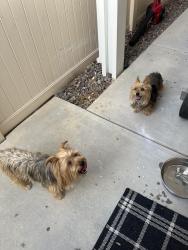 Reunited Female Dog last seen Abelia Glen, Menifee, CA 92584