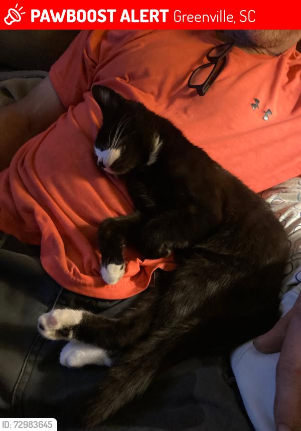 Lost Male Cat last seen Augusta road and mauldin road, Greenville, SC 29605