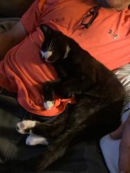 Lost Male Cat last seen Augusta road and mauldin road, Greenville, SC 29605