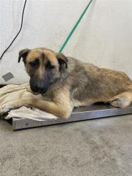Shelter Stray Female Dog last seen Near BLOCK W NORTH AVE, FRESNO CA 93706 5519, 5277 E Airways Blvd, Fresno, CA 93727, USA