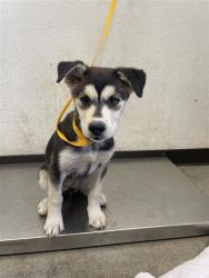 Shelter Stray Female Dog last seen Near BLOCK W NORTH AVE, FRESNO CA 93706 5519, 5277 E Airways Blvd, Fresno, CA 93727, USA