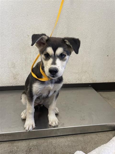 Shelter Stray Female Dog last seen Near BLOCK W NORTH AVE, FRESNO CA 93706 5519, 5277 E Airways Blvd, Fresno, CA 93727, USA