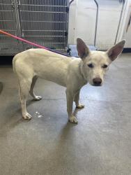 Shelter Stray Female Dog last seen Near BLOCK N COLLEGE AVE, FRESNO CA 93701 1703, 5277 E Airways Blvd, Fresno, CA 93727, USA