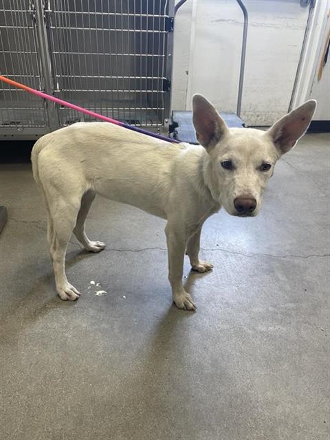 Shelter Stray Female Dog last seen Near BLOCK N COLLEGE AVE, FRESNO CA 93701 1703, 5277 E Airways Blvd, Fresno, CA 93727, USA