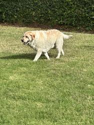 Found/Stray Male Dog last seen Sandhurst , North Tustin, CA 92705