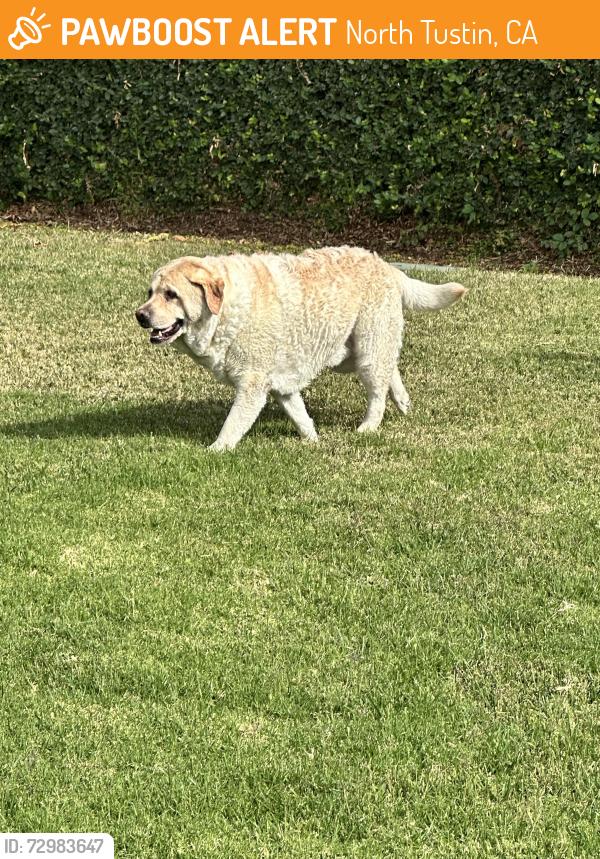 Found/Stray Male Dog last seen Sandhurst , North Tustin, CA 92705