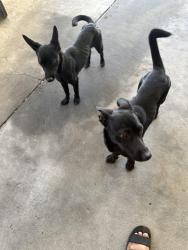 Found/Stray Unknown Dog last seen Blackstone/ Sierra , Fresno, CA 93704
