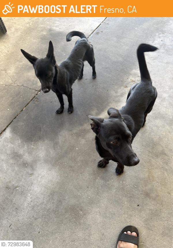 Found/Stray Unknown Dog last seen Blackstone/ Sierra , Fresno, CA 93704