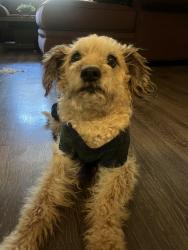 Found/Stray Female Dog last seen Florin and Power Inn, Sacramento, CA 95822