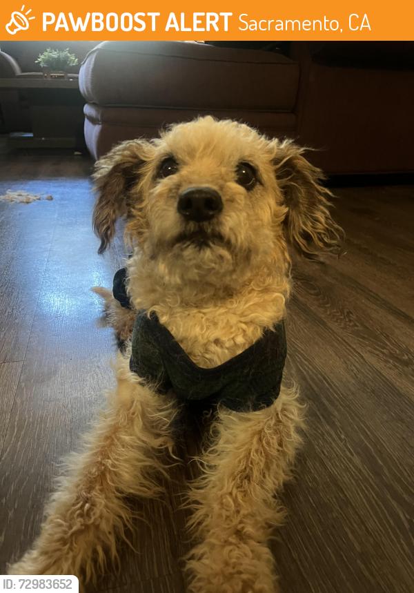 Found/Stray Female Dog last seen Florin and Power Inn, Sacramento, CA 95822