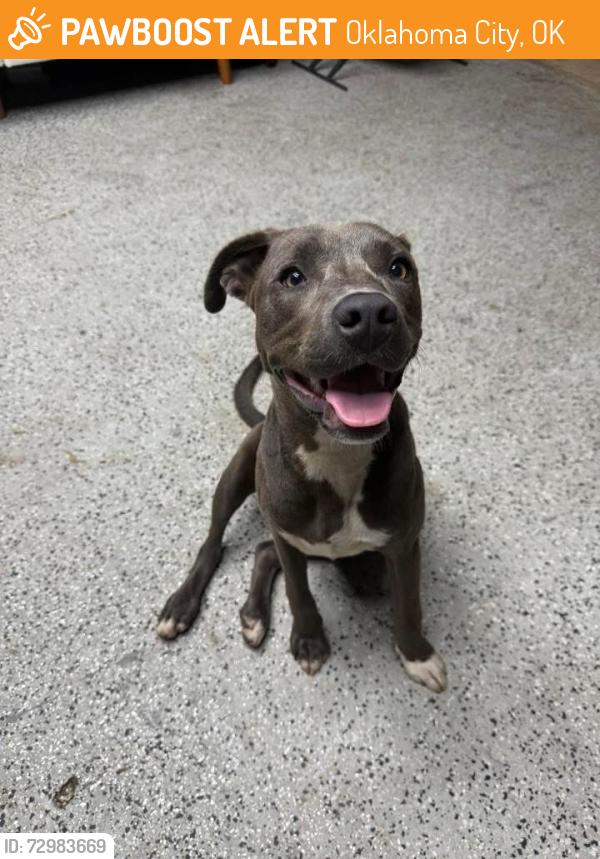 Found/Stray Female Dog last seen Unknown, Oklahoma City, OK 73102