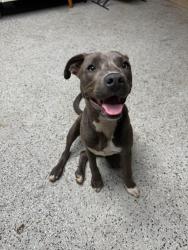 Found/Stray Female Dog last seen Unknown, Oklahoma City, OK 73102