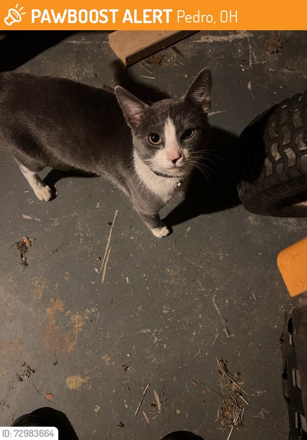 Found/Stray Unknown Cat last seen Near Lake Vesuvius, Pedro, OH 45659