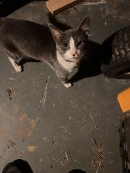 Found/Stray Unknown Cat last seen Near Lake Vesuvius, Pedro, OH 45659