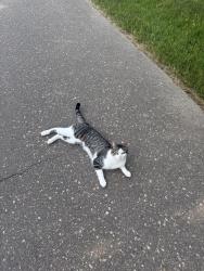Reunited Female Cat last seen Minnehaha , Maplewood, MN 55119
