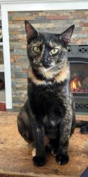 Reunited Female Cat last seen Bensonhurst Ave & Division St, Saratoga Springs, NY 12866