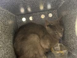Shelter Stray Female Cat last seen Near BLOCK 1ST ST, PUEBLO CO 81008, 4600 Eagleridge Pl, Pueblo, CO 81008, USA