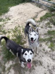 Found/Stray Female Dog last seen Sinclair housing development, Old County Line Rd, NC 28326