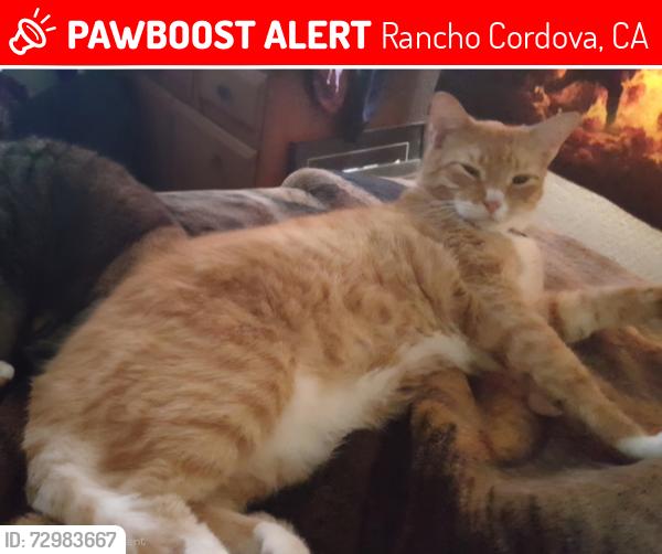 Lost Male Cat last seen Malaga dr, Rancho Cordova, CA 95670