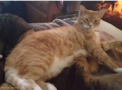 Lost Male Cat last seen Malaga dr, Rancho Cordova, CA 95670