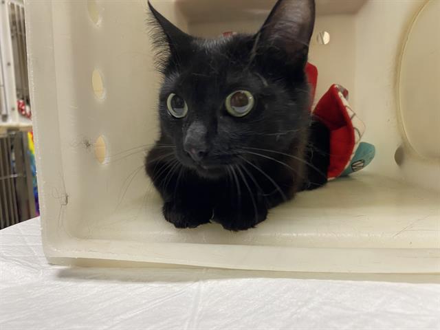 Shelter Stray Female Cat last seen Near BLOCK N HOLTON ST, 3839 W Burnham St, West Milwaukee, WI 53215, USA