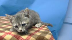 Shelter Stray Female Cat last seen , 216 W Victoria St, Gardena, CA 90248, USA