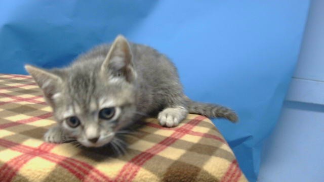 Shelter Stray Female Cat last seen , 216 W Victoria St, Gardena, CA 90248, USA