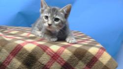 Shelter Stray Female Cat last seen , 216 W Victoria St, Gardena, CA 90248, USA