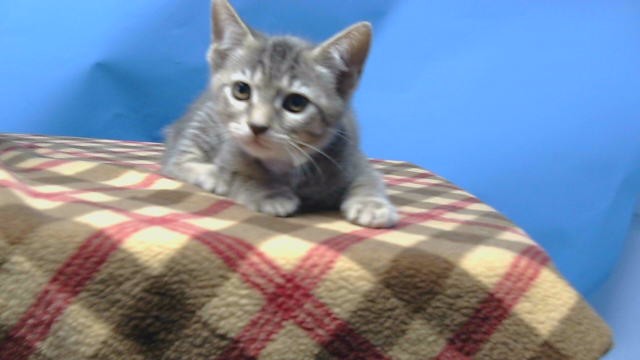 Shelter Stray Female Cat last seen , 216 W Victoria St, Gardena, CA 90248, USA