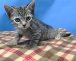 Shelter Stray Male Cat last seen , 216 W Victoria St, Gardena, CA 90248, USA
