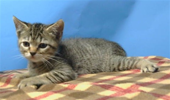 Shelter Stray Male Cat last seen , 216 W Victoria St, Gardena, CA 90248, USA