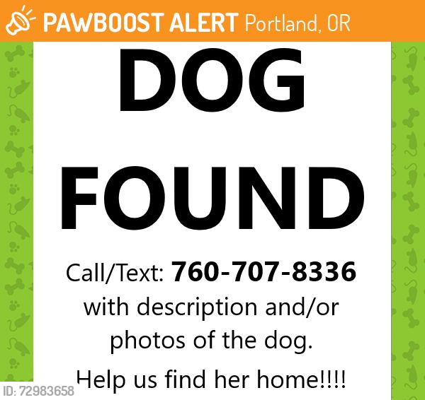 Found/Stray Female Dog last seen NE Schuyler St and NE 36th St, Portland, OR 97212