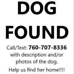 Found/Stray Female Dog last seen NE Schuyler St and NE 36th St, Portland, OR 97212
