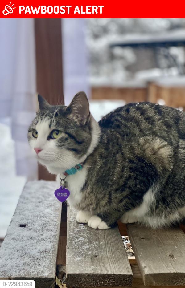 Lost Female Cat last seen 22nd and W Kiowa, Colorado Springs, CO 80904