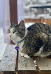 Lost Female Cat last seen 22nd and W Kiowa, Colorado Springs, CO 80904