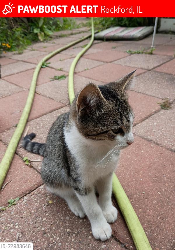 Lost Male Cat last seen Morsay Dr & Lynmar Ct, Rockford, IL 61108