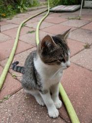 Lost Male Cat last seen Morsay Dr & Lynmar Ct, Rockford, IL 61108
