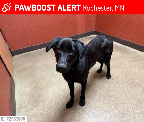 Lost Female Dog last seen Near Target hwy, Rochester, MN 55901