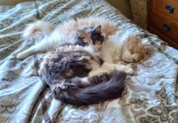Reunited Female Cat last seen wset end of shady lane, St. Clair Shores, MI 48080