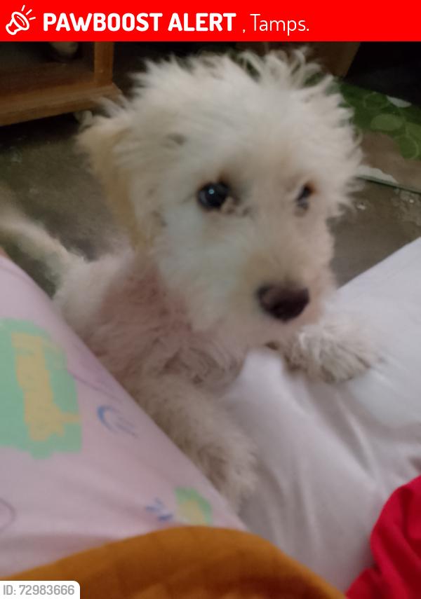Lost Male Dog last seen Entre calle Ocote y calle Tamaulipas, , Tamps. 
