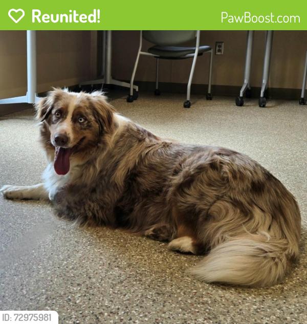 Reunited Male Dog last seen Heathershire , Matthews, NC 28105