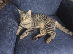 Reunited Male Cat last seen First & Lock, Menasha, WI 54952
