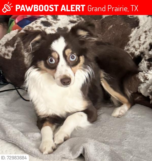 Lost Female Dog last seen Sir Roland and Corn Valley Dr, Grand Prairie, TX 75052