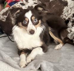 Lost Female Dog last seen Sir Roland and Corn Valley Dr, Grand Prairie, TX 75052