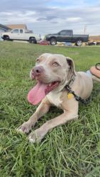 Found/Stray Male Dog last seen Pine Island, Cape Coral, FL 33991