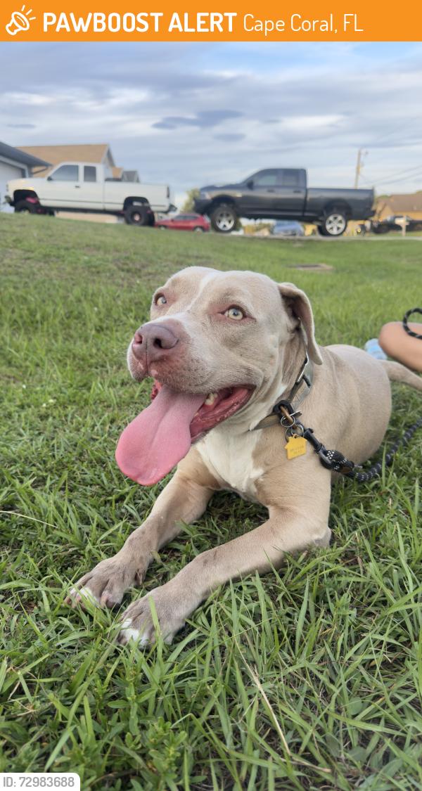 Found/Stray Male Dog last seen Pine Island, Cape Coral, FL 33991